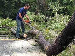 Why Choose Our Tree Removal Services in Iron River, MI?