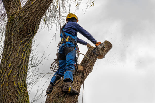 Best Tree Removal  in Iron River, MI